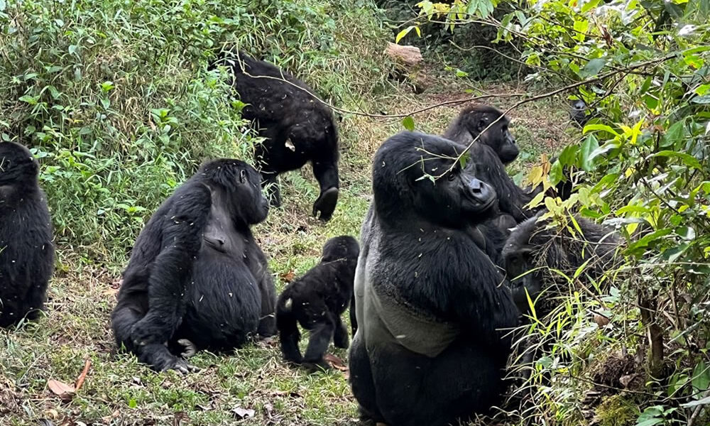 Gorilla Trek Rwanda