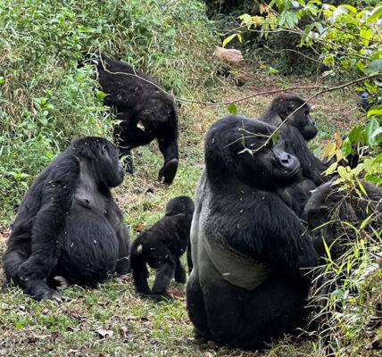 Gorilla Trek Rwanda