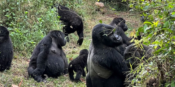 Gorilla Trek Rwanda