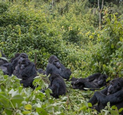 Kahuzi Gorillas