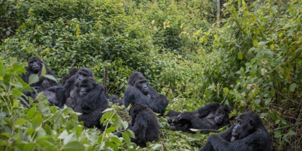 Kahuzi Gorillas