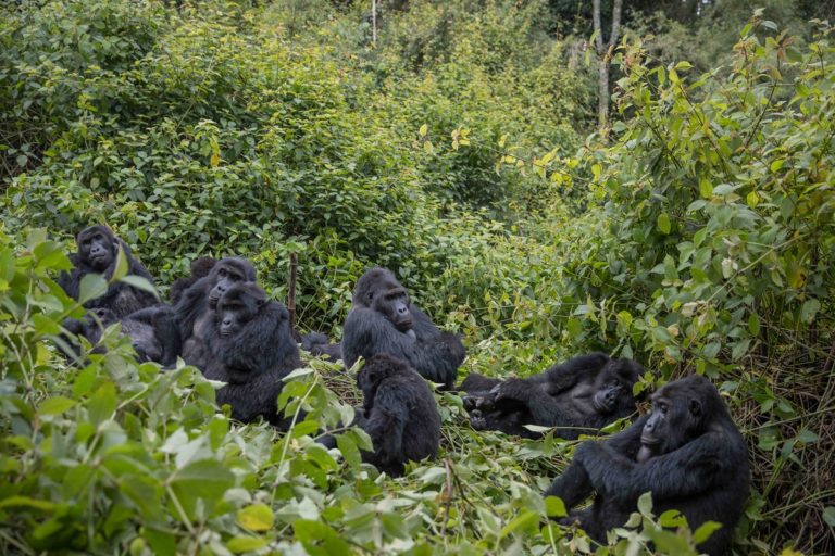 Kahuzi Gorillas