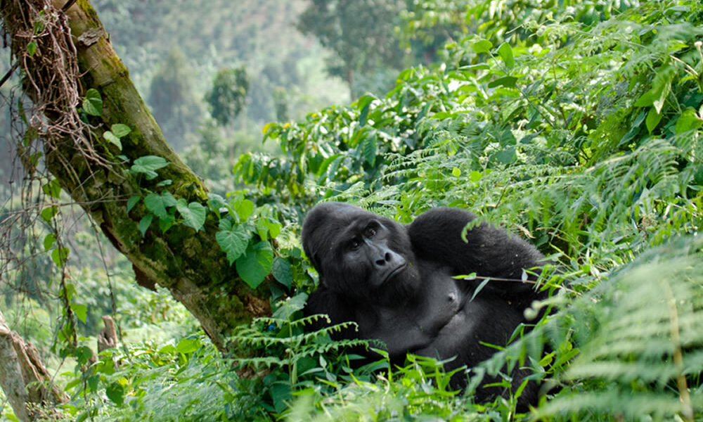 Bwindi Gorilla Ape