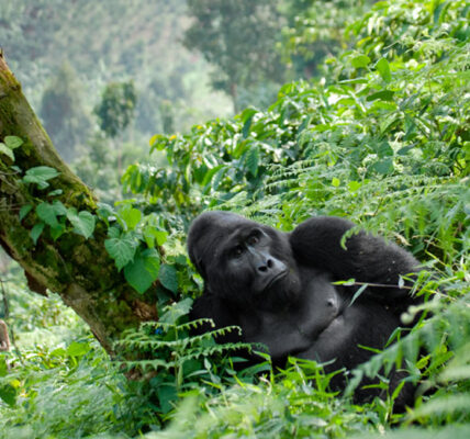 Bwindi Gorilla Ape