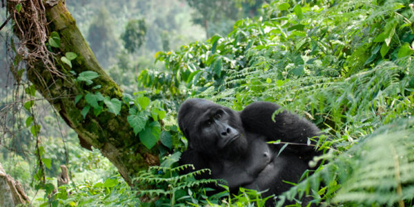 Bwindi Gorilla Ape