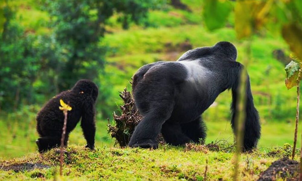 Alpha Mountain Gorilla