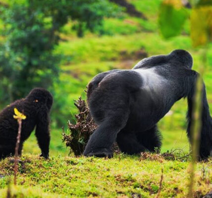 Alpha Mountain Gorilla