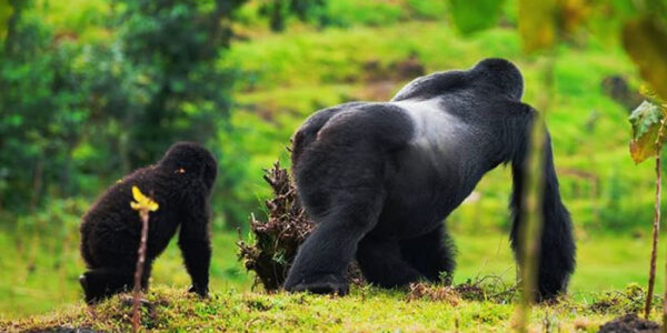 Alpha Mountain Gorilla