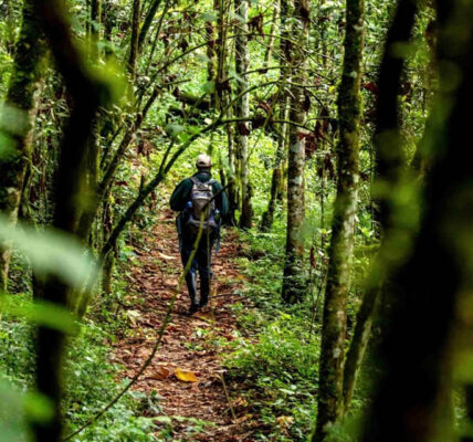 Nyungwe Hiking