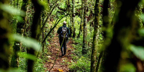 Nyungwe Hiking