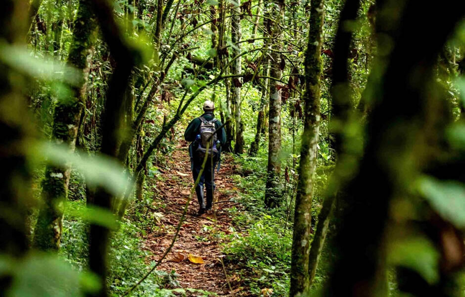 Nyungwe Hiking