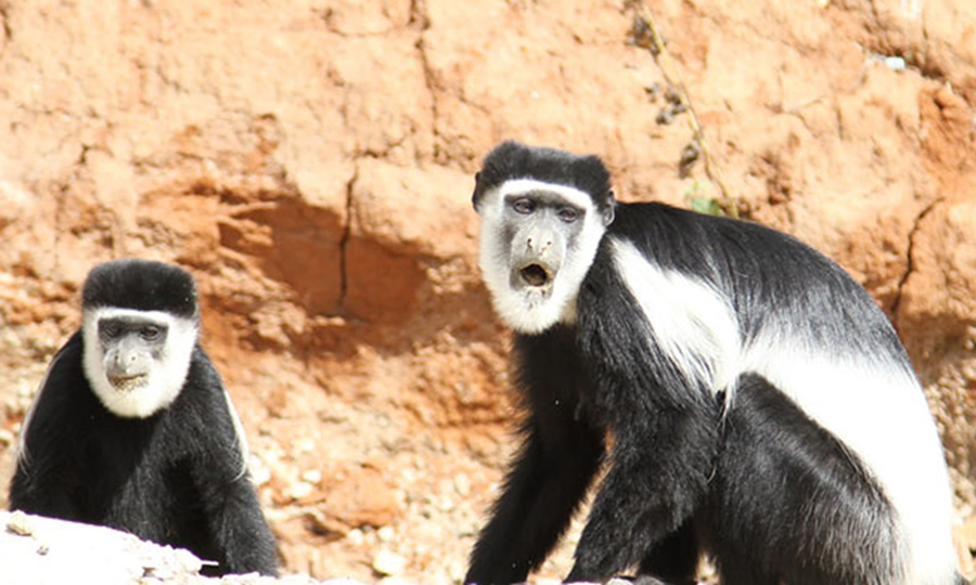 Black and White Colobus Monkey