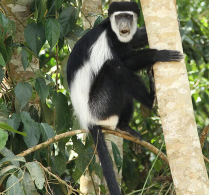 Colobus Monkey Uganda