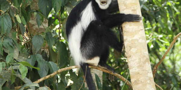 Colobus Monkey Uganda