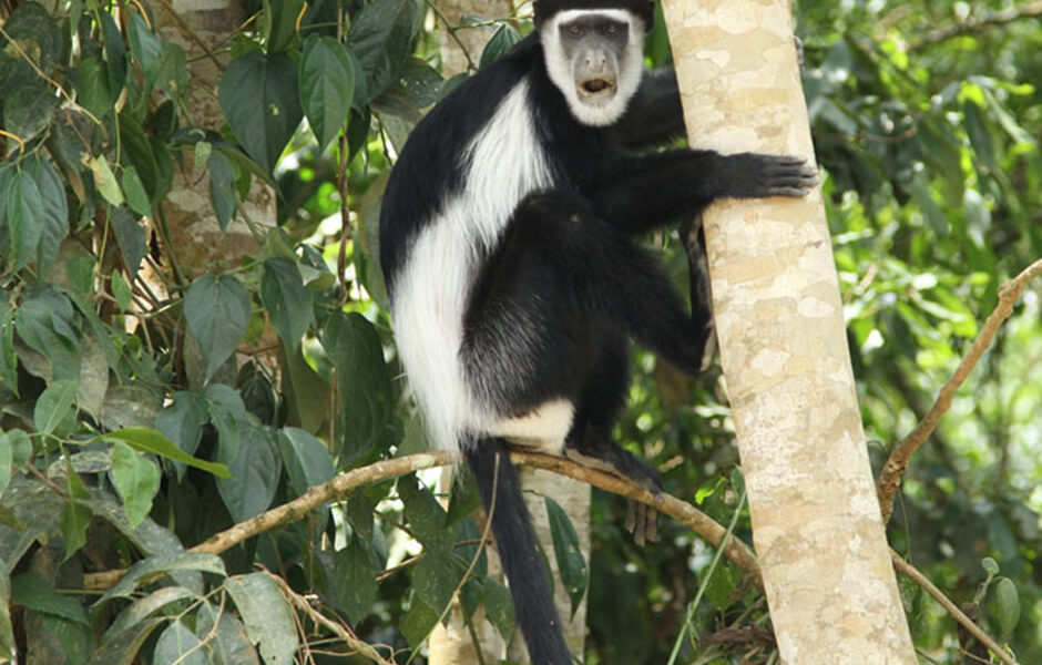 Colobus Monkey Uganda