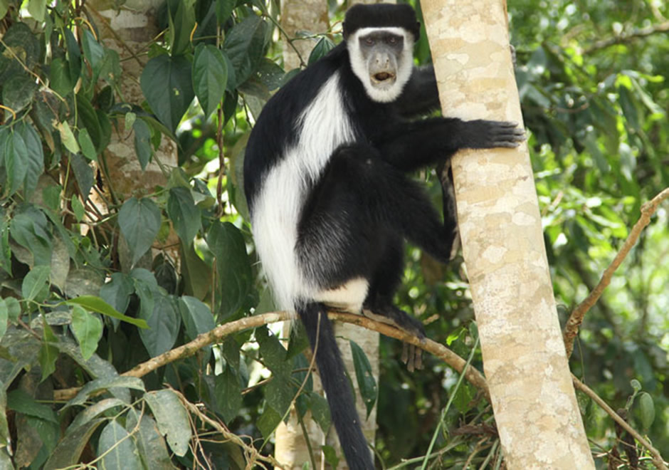 Colobus Monkey Uganda