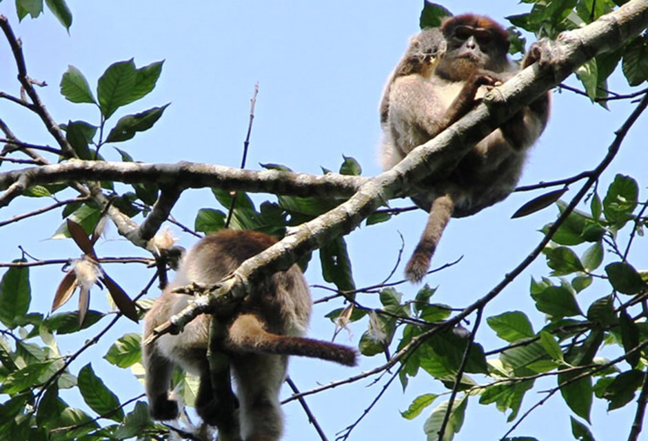 Ugandan Red Colobus Monkey