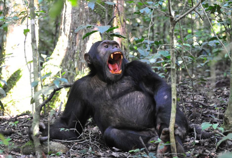 Wild Chimpanzee Uganda